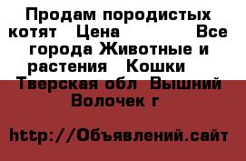 Продам породистых котят › Цена ­ 15 000 - Все города Животные и растения » Кошки   . Тверская обл.,Вышний Волочек г.